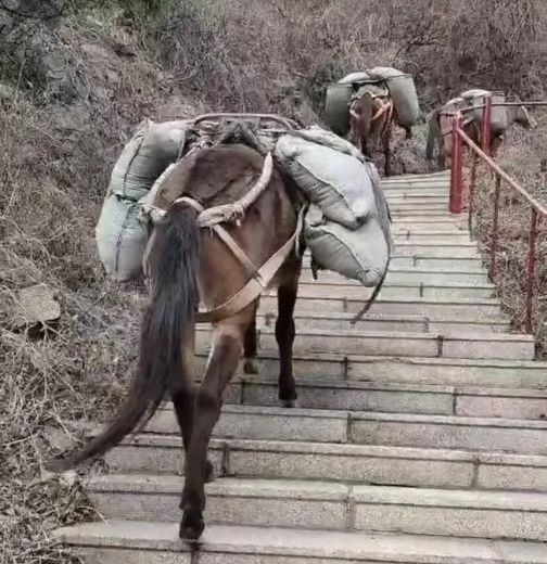 湖北骡马运输