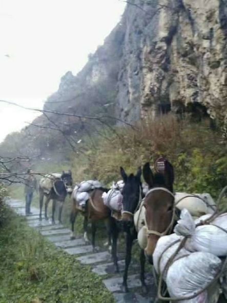 湖北骡子运输队